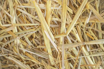 Wheat dry straw texture background, beveled wheat, cereal crops, top view.