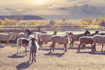 Fototapeta premium Sheep on the farm. Animal on the farm. Flock of sheep in the village.