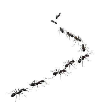 black ants marching white background clip art preview