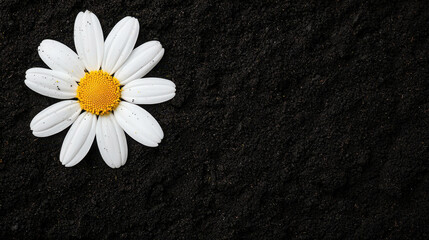 Obraz premium Close Up of a White Daisy Flower Against a Rich Dark Background in Gigapixel Quality