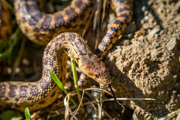 Close-up of Pacific gopher snake (Pituophis catenifer catenifer) in the forest. 