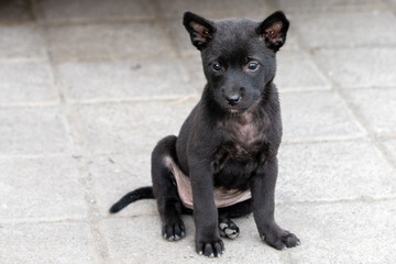 	路上にいる黒い子犬