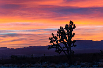 View of the Mojave Desert and Joshua Tree at sunset
