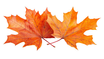 Vibrant Autumn Maple Leaves Isolated on White Background Perfect for Seasonal and Nature-Themed Designs