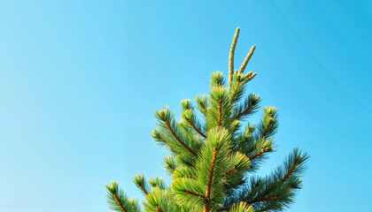 Vibrant pine tree reaching sky against clear blue backdrop, nature's beauty