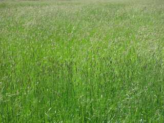 tall grass in the field in summer