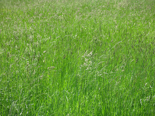 tall grass in the field in summer