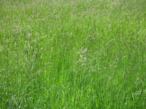 tall grass in the field in summer