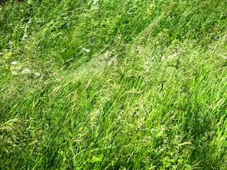 tall grass in the field in summer