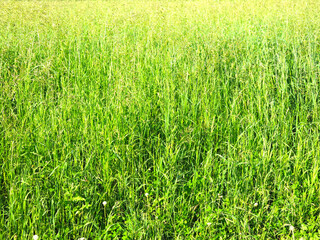 tall grass in the field in summer