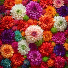 Flowers wall background with amazing red,orange,pink,purple,green and white chrysanthemum flowers ,Wedding decoration, hand made Beautiful flower wall backgroun blue