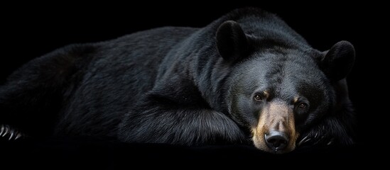 Majestic black bear resting on dark background.