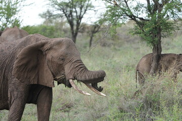 adult african elephant playing with its trunk in the serengeti national park tanzania