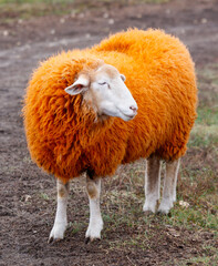 A sheep with orange wool is standing in a field