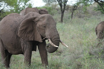 older african elephant portrait eating grass