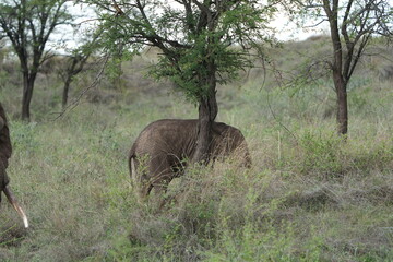 Baby Elephant with Mother in Serengeti National Park, Tanzania © Soaps