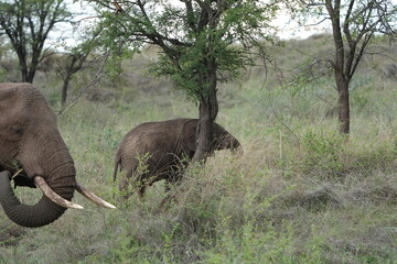 Baby Elephant with Mother in Serengeti National Park, Tanzania © Soaps