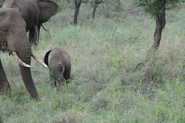 Baby Elephant with Mother in Serengeti National Park, Tanzania © Soaps