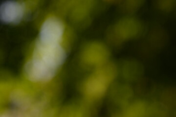 Obraz premium Soft blurred background of green leaves with natural sunlight creating gentle bokeh circles. A bright, fresh, organic backdrop ideal for nature-themed designs, wellness concepts, and text overlays.