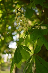 chestnut blossom close up, macro white chestnut blossoms 