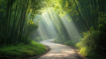 Obraz premium Sunbeams illuminate a winding road through a lush bamboo forest.