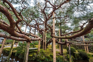 Ancient Pine Tree with Supported Branches in a Japanese Garden, Kenrokuen, Kanazawa, Japan