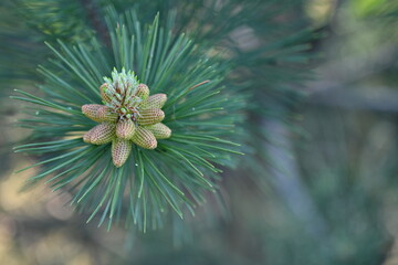 pine blossoms close up, spring fir branches macro 