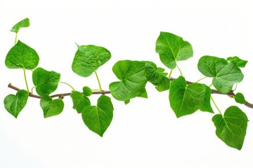 Ultra Hd Visual of Polygonum Cuspidatum Japanese Knotweed