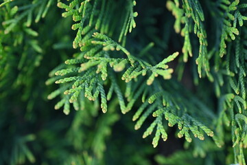 green juniper branches texture ripe blue berries close-up gradient turquoise color fragrant spice in nature	
