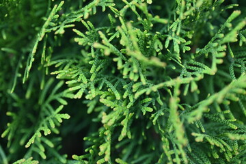green juniper branches texture ripe blue berries close-up gradient turquoise color fragrant spice in nature	
