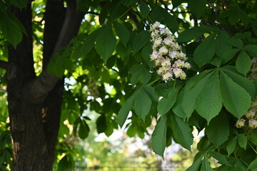 Blooming horse chestnut tree with white flowers and green leaves – spring blossom close up, natural floral background, seasonal nature detail of chestnut flowering branches in daylight