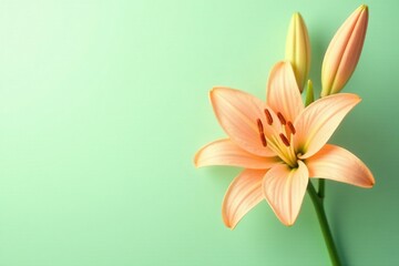 Naklejka premium Pale orange lily flowers on a light green background, serene, floral, lily