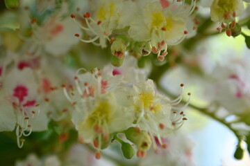 chestnut blossom close up, macro white chestnut blossoms 