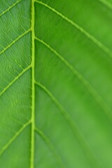 delicate green structure of the tree leaf, macro texture of the leaf vein	
