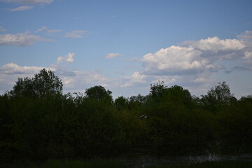 Scenic landscape with green tree line under a bright blue sky and white clouds. A calm natural scene suitable for environmental themes, background use, and outdoor concepts.