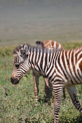 Naklejka premium zebra in the savannah
