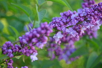 lilac colour of lilac flowers close up, pink flowers of a bunch of lilacs close up	
