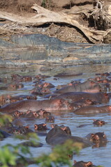 Group of hippopotamus in water