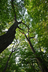 Climbing Mt. Aizu-Komagatake, Fukushima