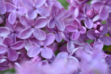 close up of lilac bloom, texture of lilac flowers