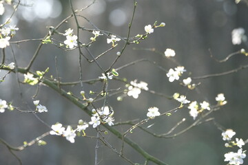 White flowers spring