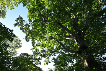 Fototapeta premium Climbing Mt. Aizu-Komagatake, Fukushima