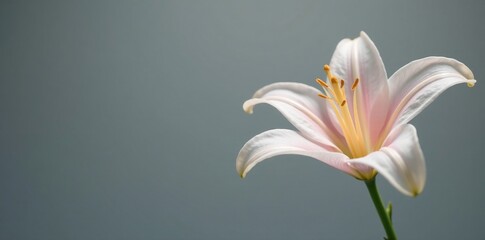 Fototapeta premium Gray background with a single, exquisite lily bud featuring translucent petals, delicate, bloom, blooming