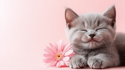 Cat With Flowers Isolated Image