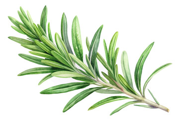 Fresh rosemary sprig, vibrant green leaves, botanical illustration, culinary herb, natural beauty, watercolor style.