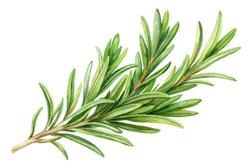 Fresh rosemary sprig, vibrant green leaves, botanical illustration, culinary herb, natural beauty, watercolor style.