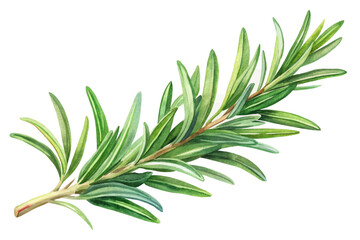 Fresh rosemary sprig, vibrant green leaves, watercolor illustration, botanical art, culinary herb, natural beauty.