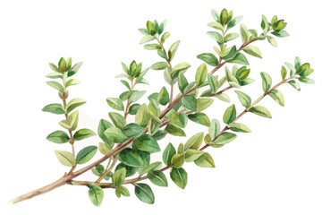 Fresh green thyme sprig, botanical illustration, watercolor style, natural herbs, culinary use, organic gardening.