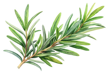 Fresh rosemary sprig, vibrant green leaves, botanical illustration, culinary herb, natural beauty, watercolor style.