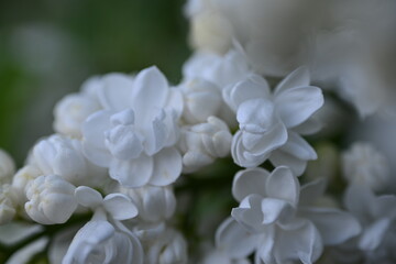 white lilac flowers close up, macro lilac flowers 
